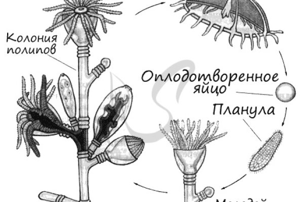 Магазин наркоты