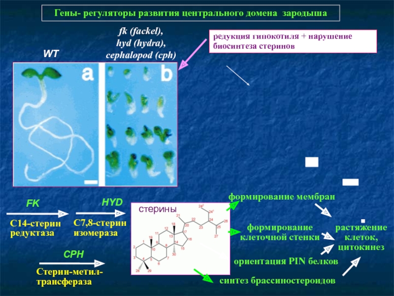 Кракен магазин kraken clear com